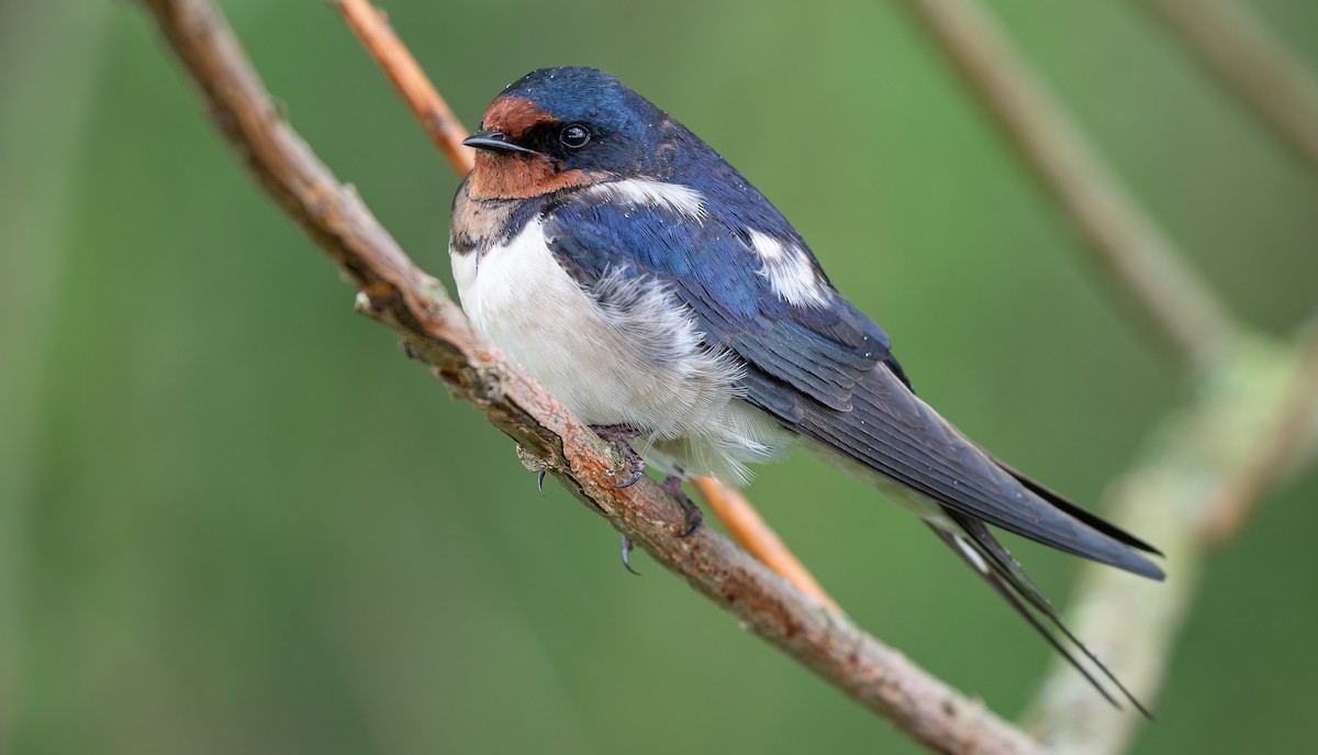 Barn Swallow (White-bellied) - ML614477668