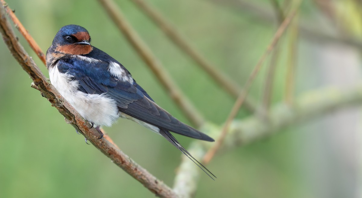 Barn Swallow (White-bellied) - ML614477670