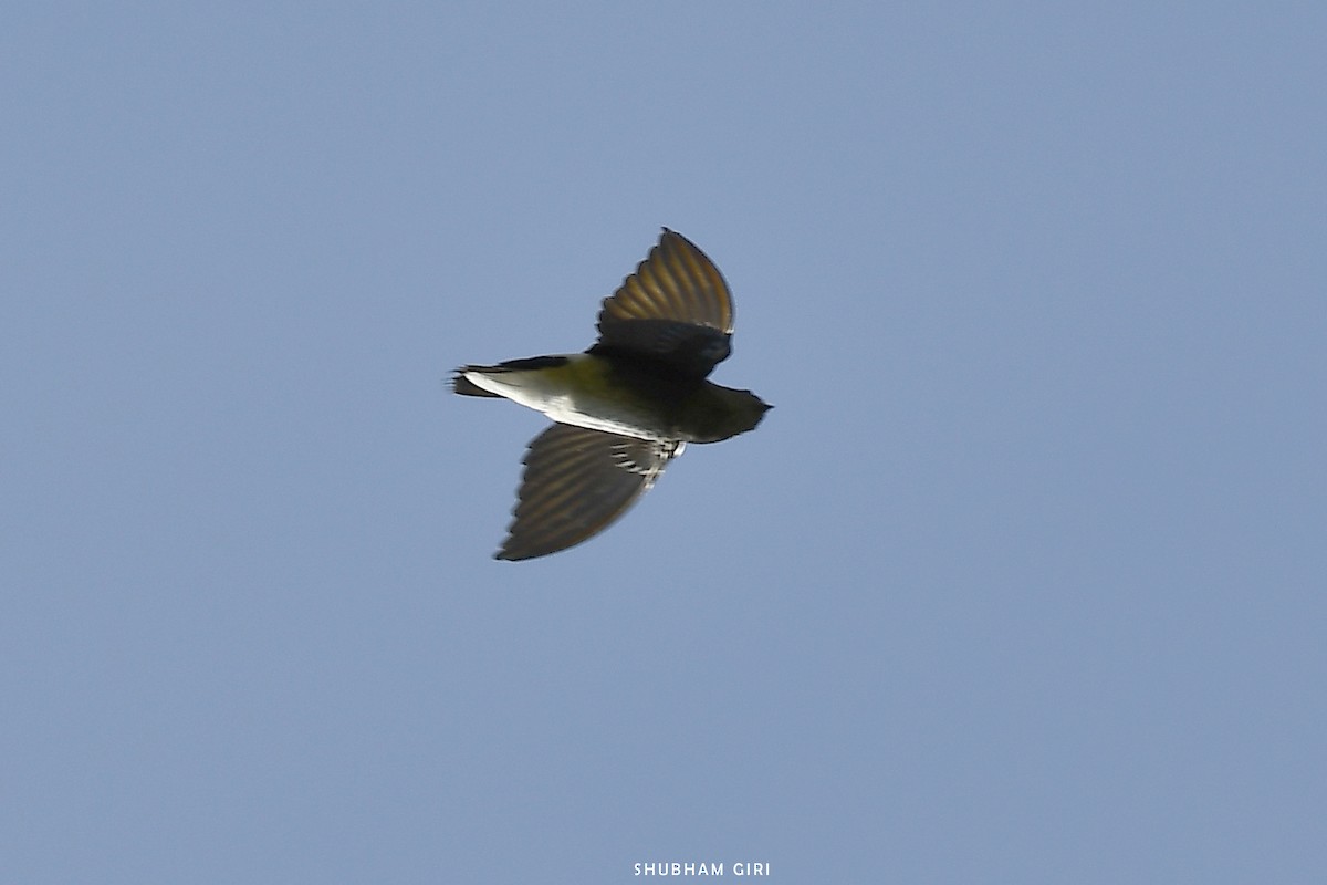 White-rumped Spinetail - ML614477701