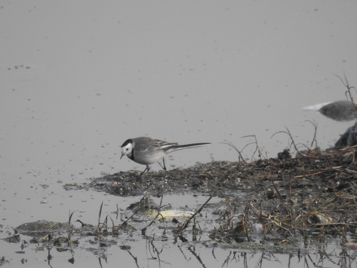 White Wagtail (White-faced) - ML614477827