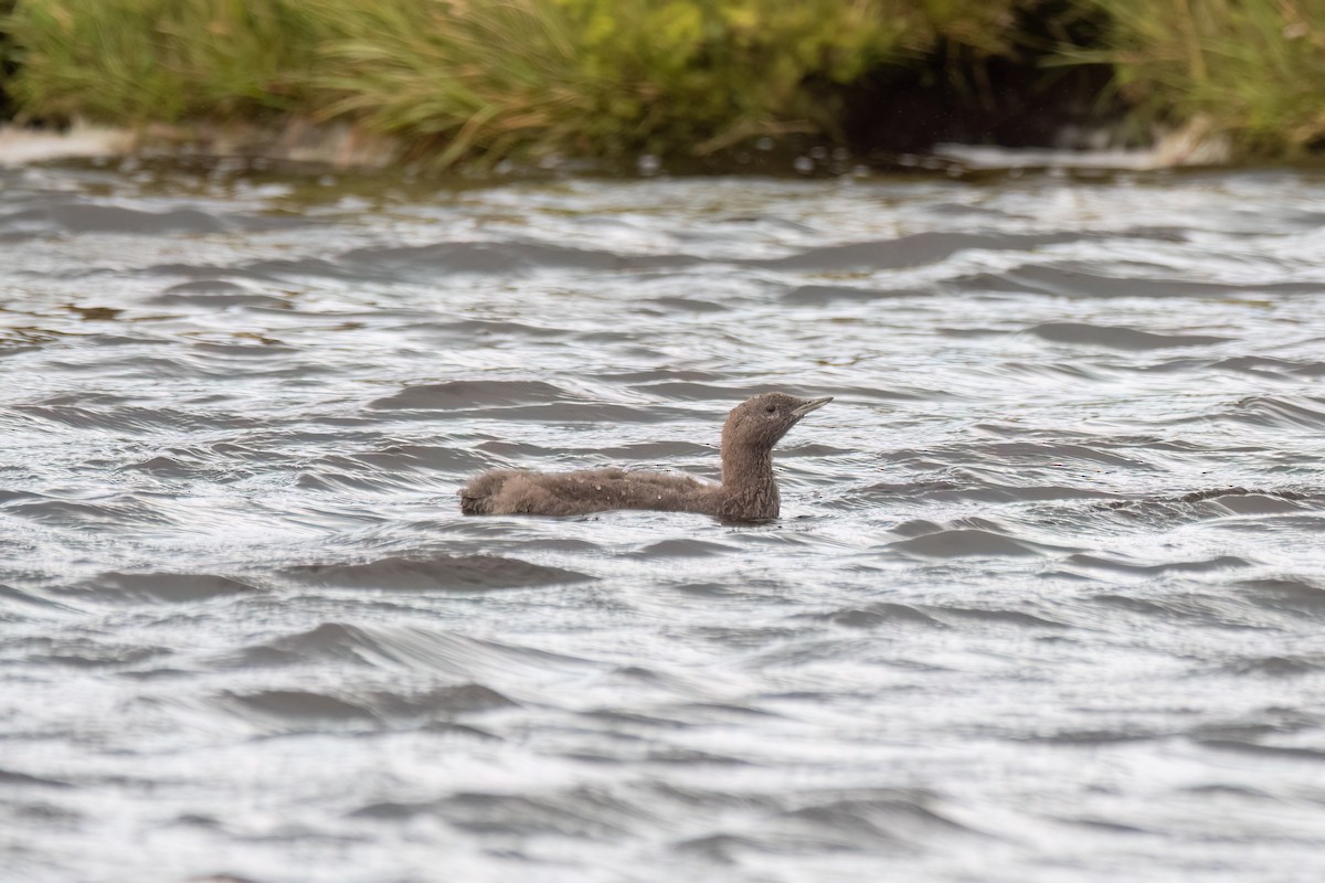 Red-throated Loon - ML614477851