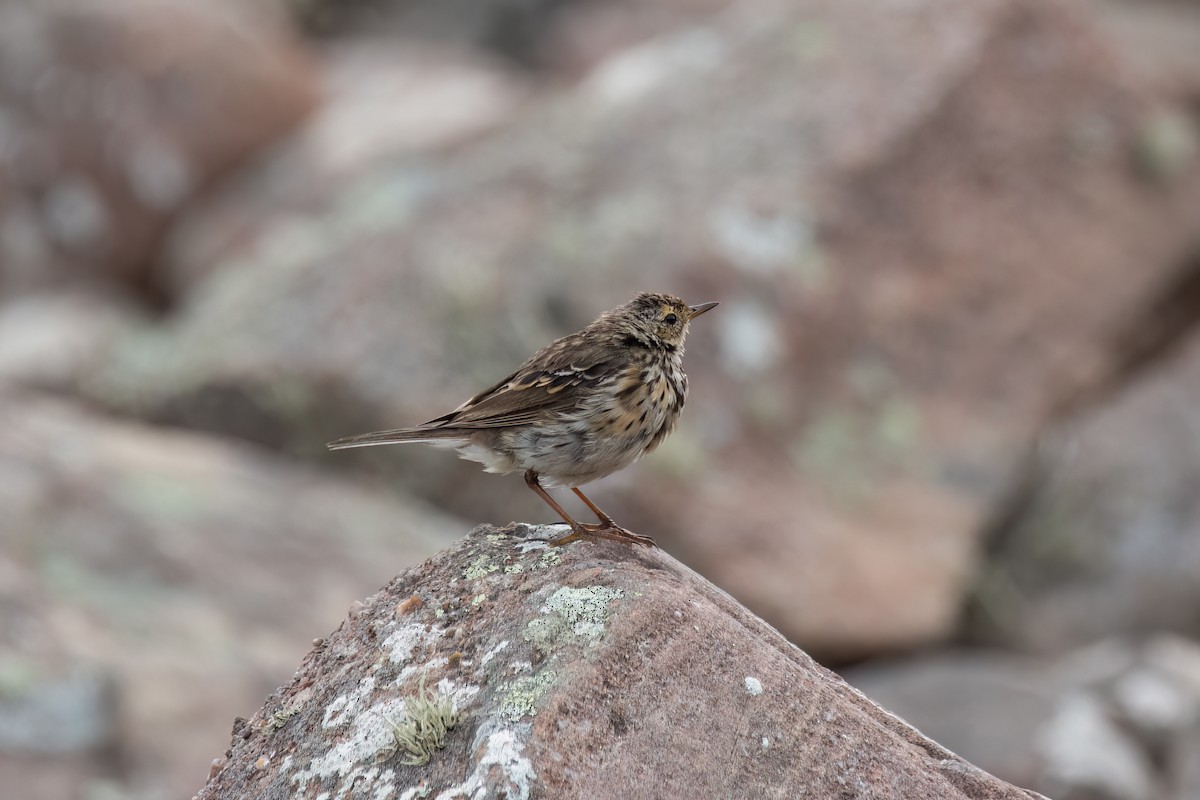 Meadow Pipit - ML614477859