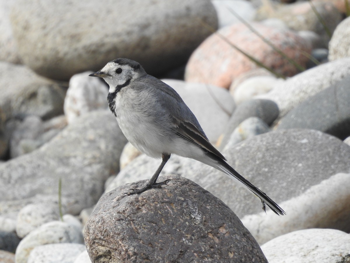 White Wagtail (White-faced) - ML614478067