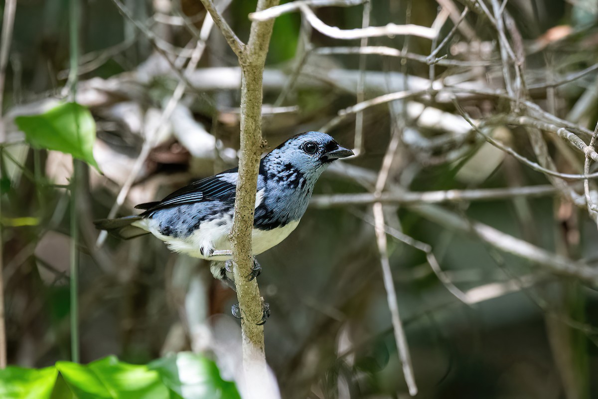 White-bellied Tanager - ML614478247