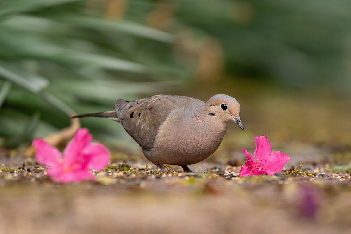 Mourning Dove - Alicia Ambers