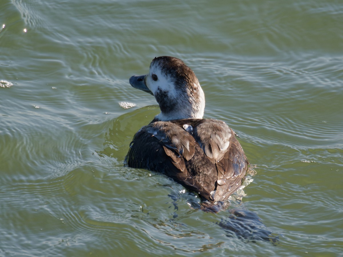 Long-tailed Duck - ML614478397