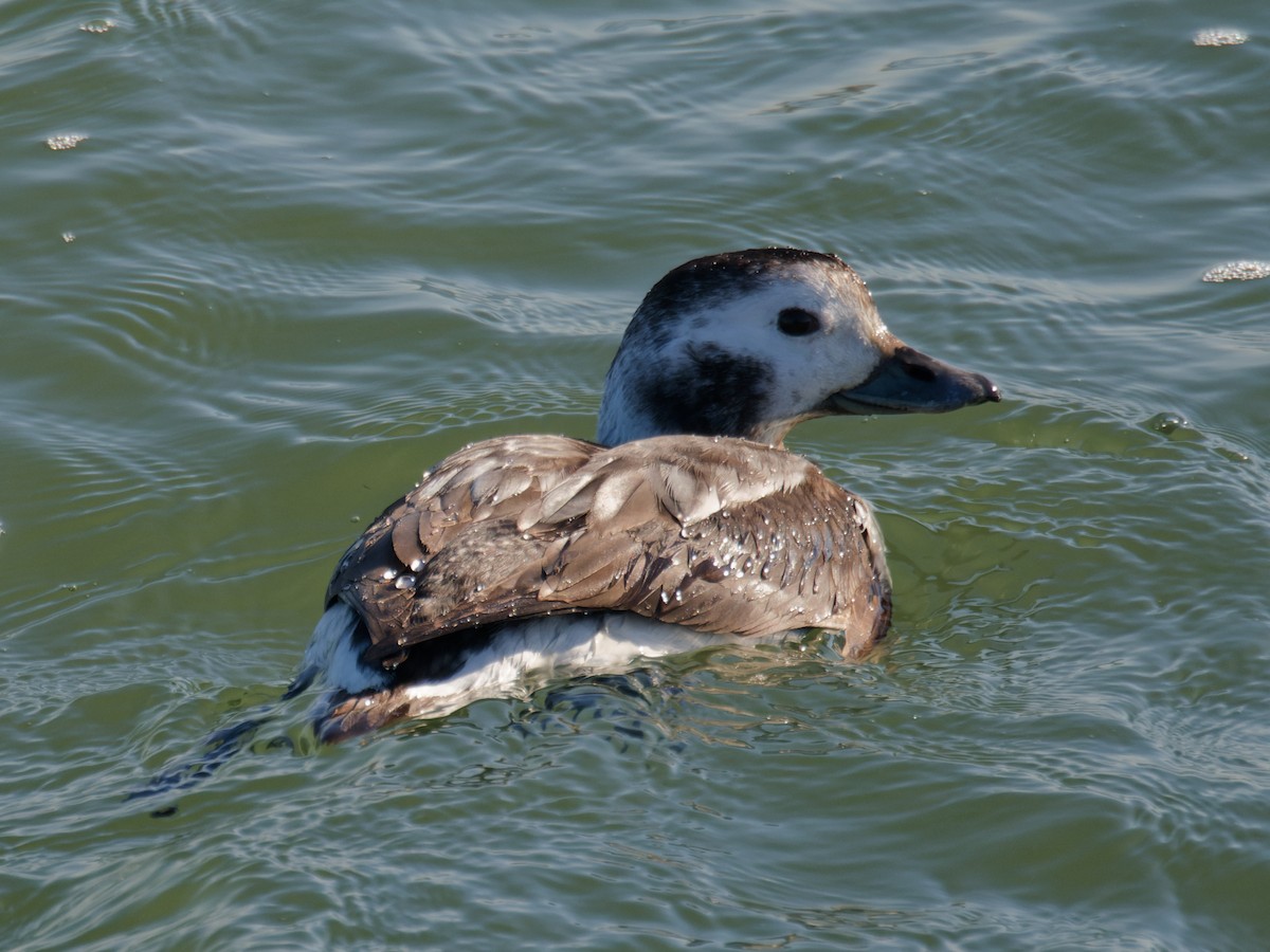 Long-tailed Duck - ML614478403