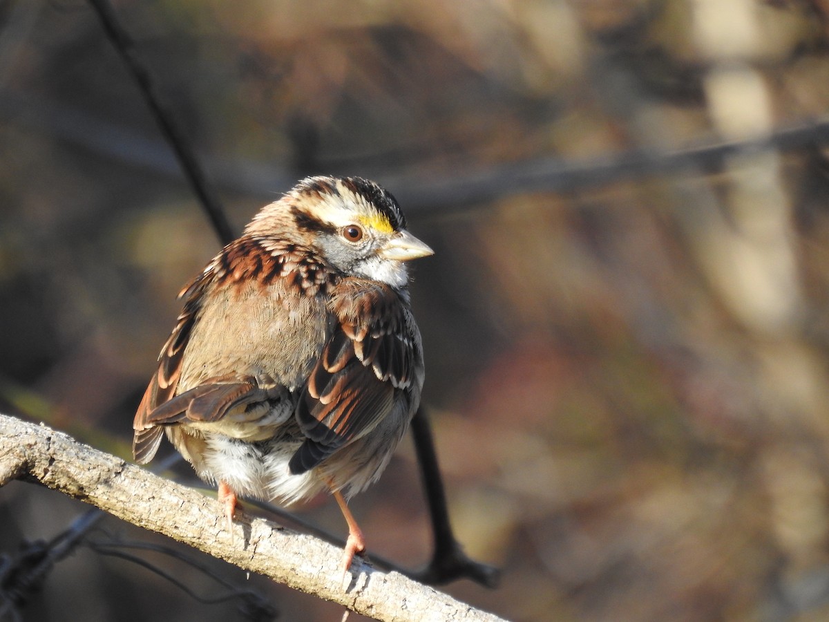 White-throated Sparrow - ML614478435