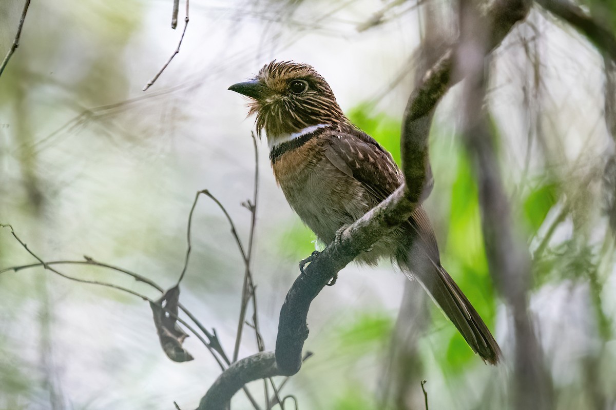 Crescent-chested Puffbird (Greater) - ML614478444