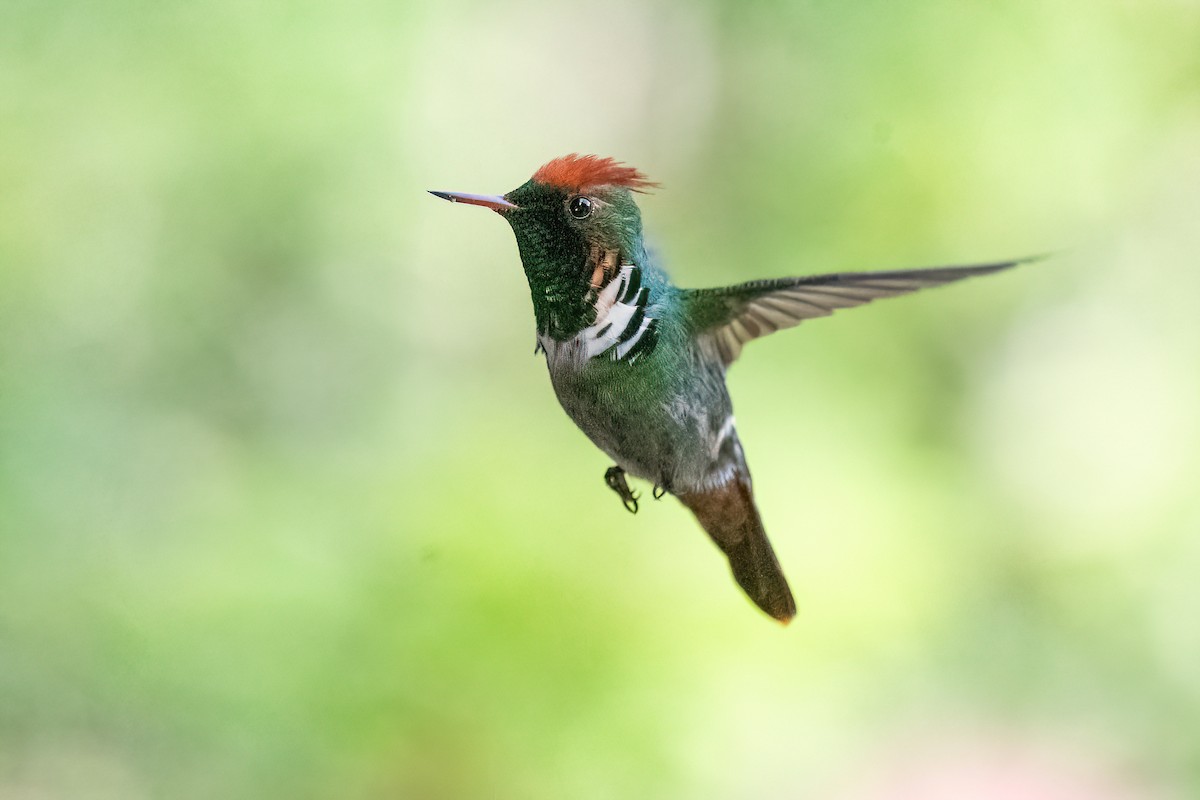 Frilled Coquette - ML614478591