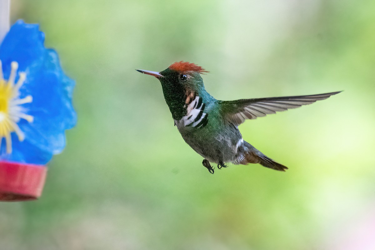 Frilled Coquette - ML614478592