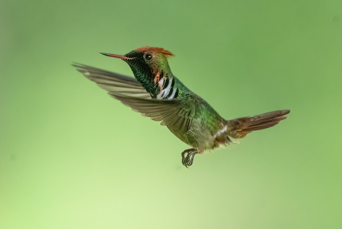 Frilled Coquette - ML614478593