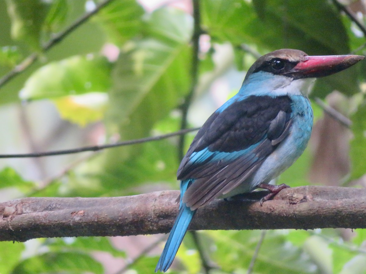 Blue-breasted Kingfisher - ML614478676