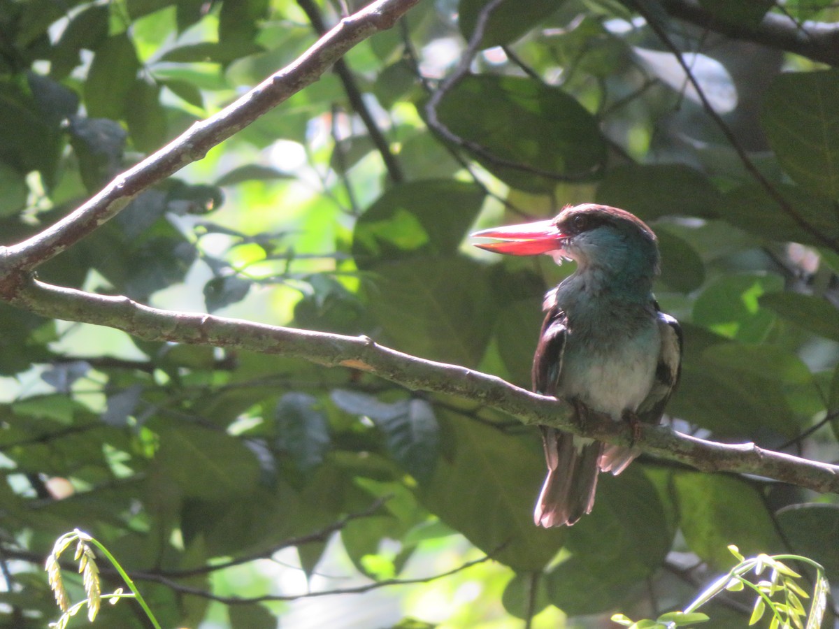 Blue-breasted Kingfisher - ML614478683