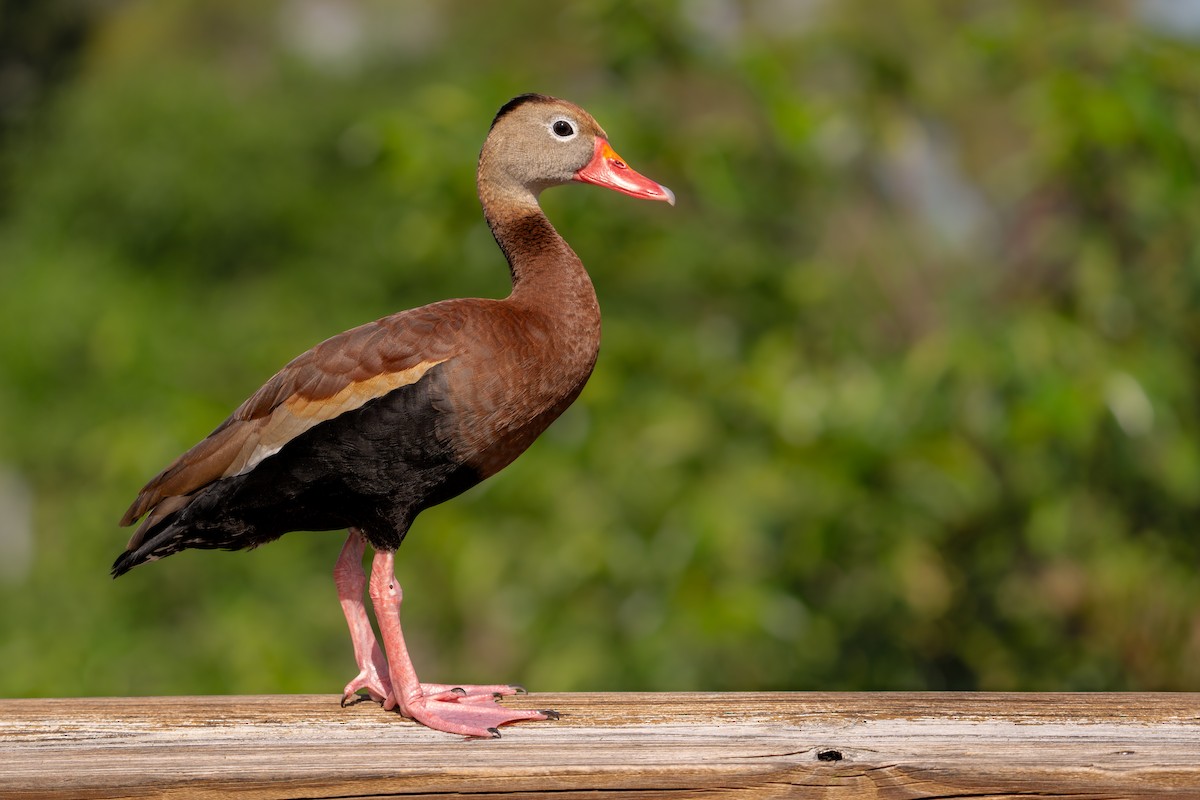 Black-bellied Whistling-Duck - Alicia Ambers