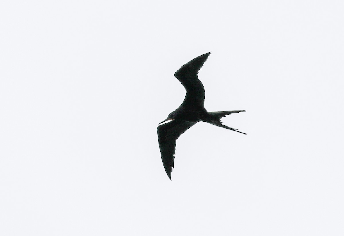 Magnificent Frigatebird - ML614479192