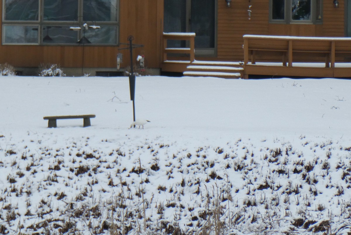 eBird Checklist 29 Jan 2024 Marblehead Boat Launch 4 species