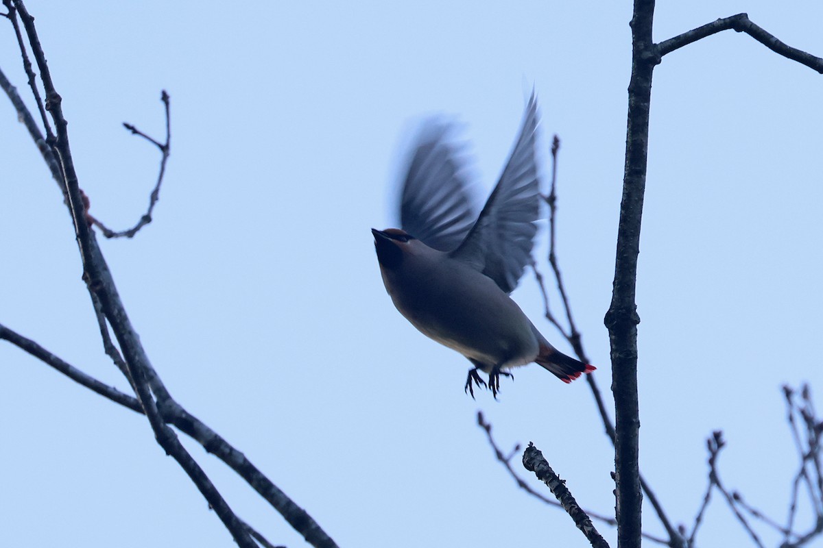 Japanese Waxwing - ML614479265
