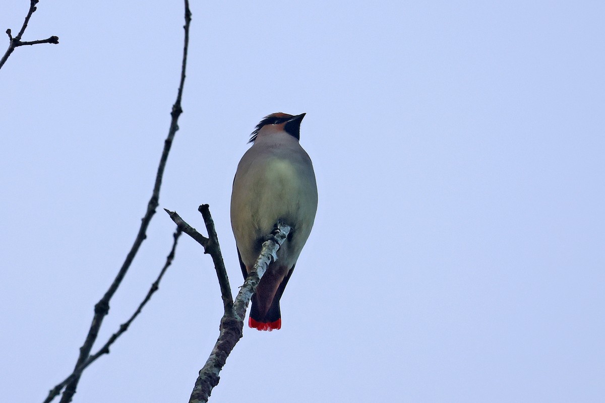 Japanese Waxwing - Charley Hesse TROPICAL BIRDING