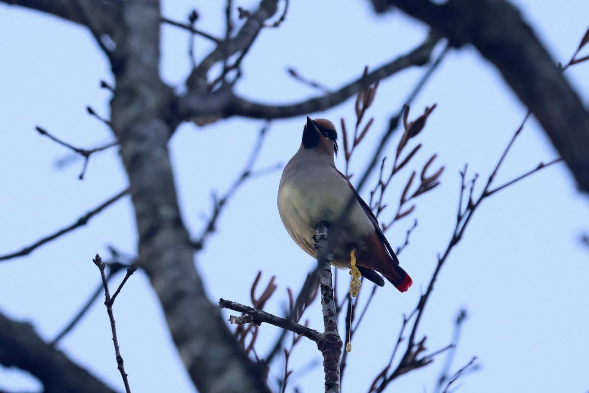 Japanese Waxwing - ML614479267