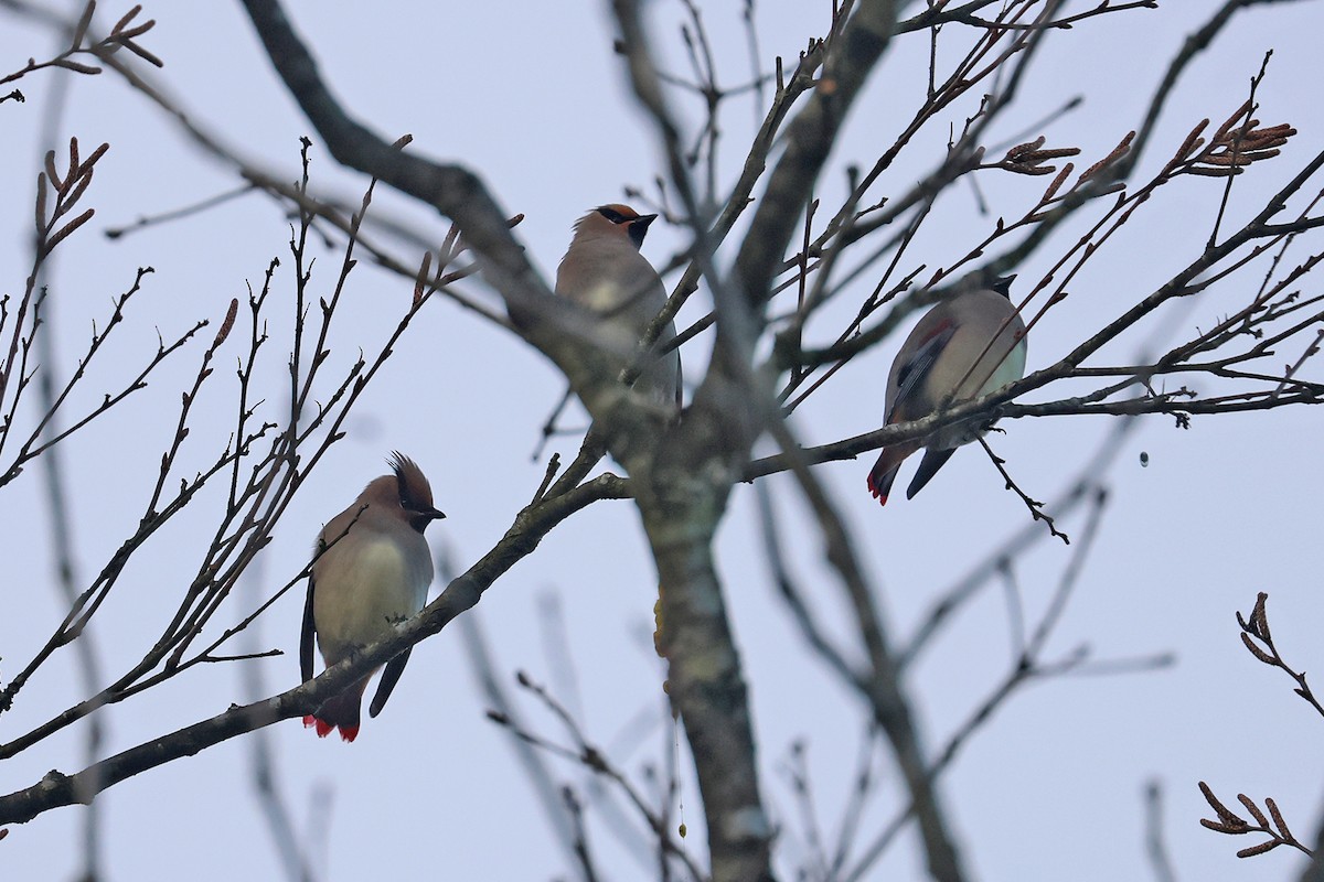 Japanese Waxwing - ML614479268