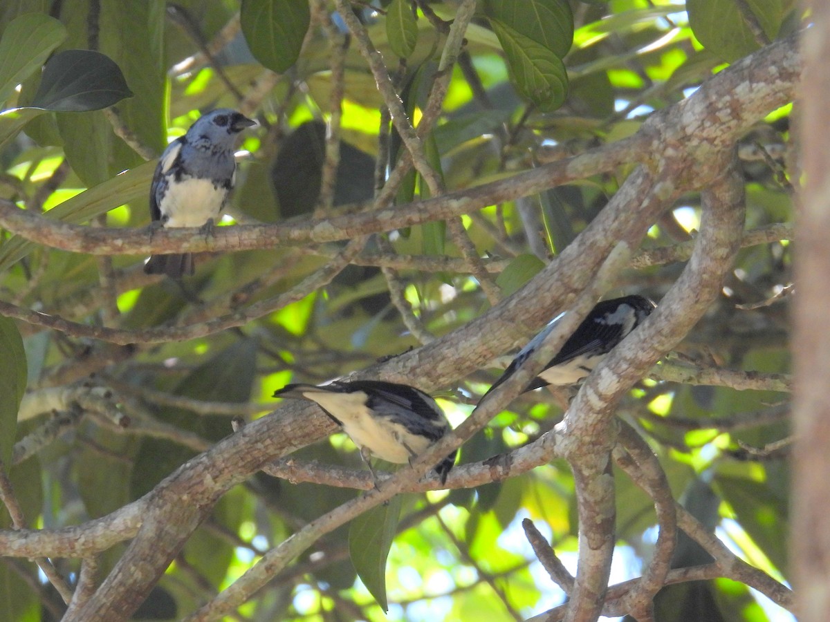 White-bellied Tanager - ML614479381
