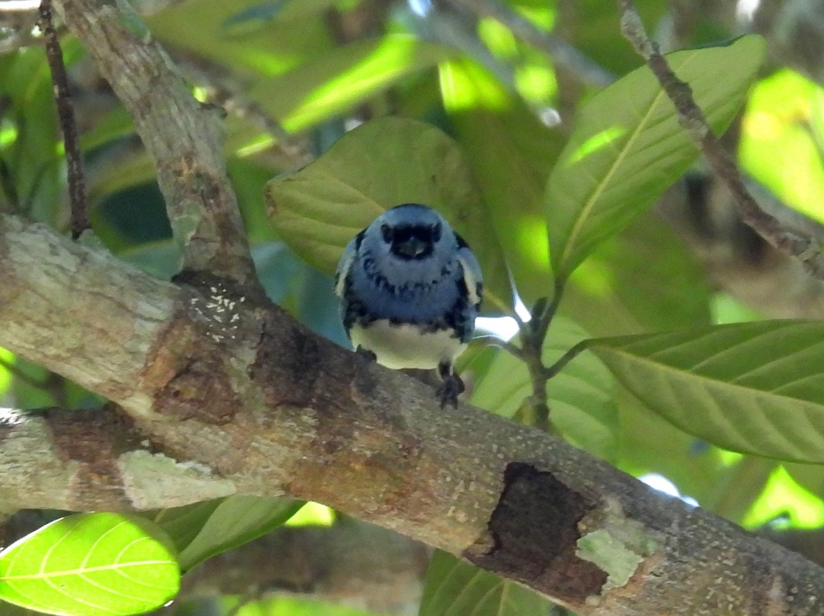 White-bellied Tanager - bob butler