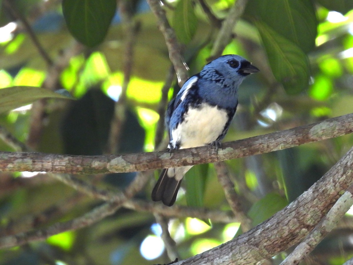 White-bellied Tanager - ML614479427