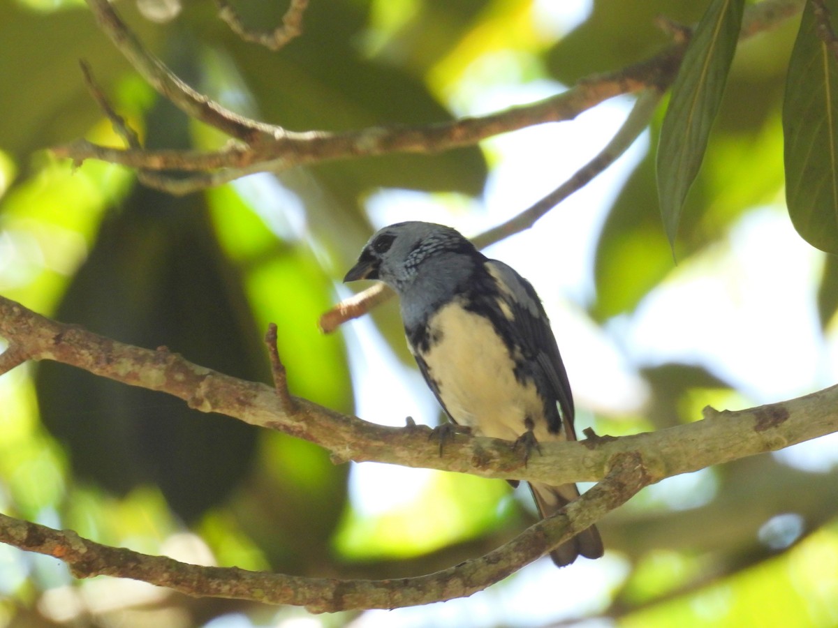 White-bellied Tanager - ML614479428
