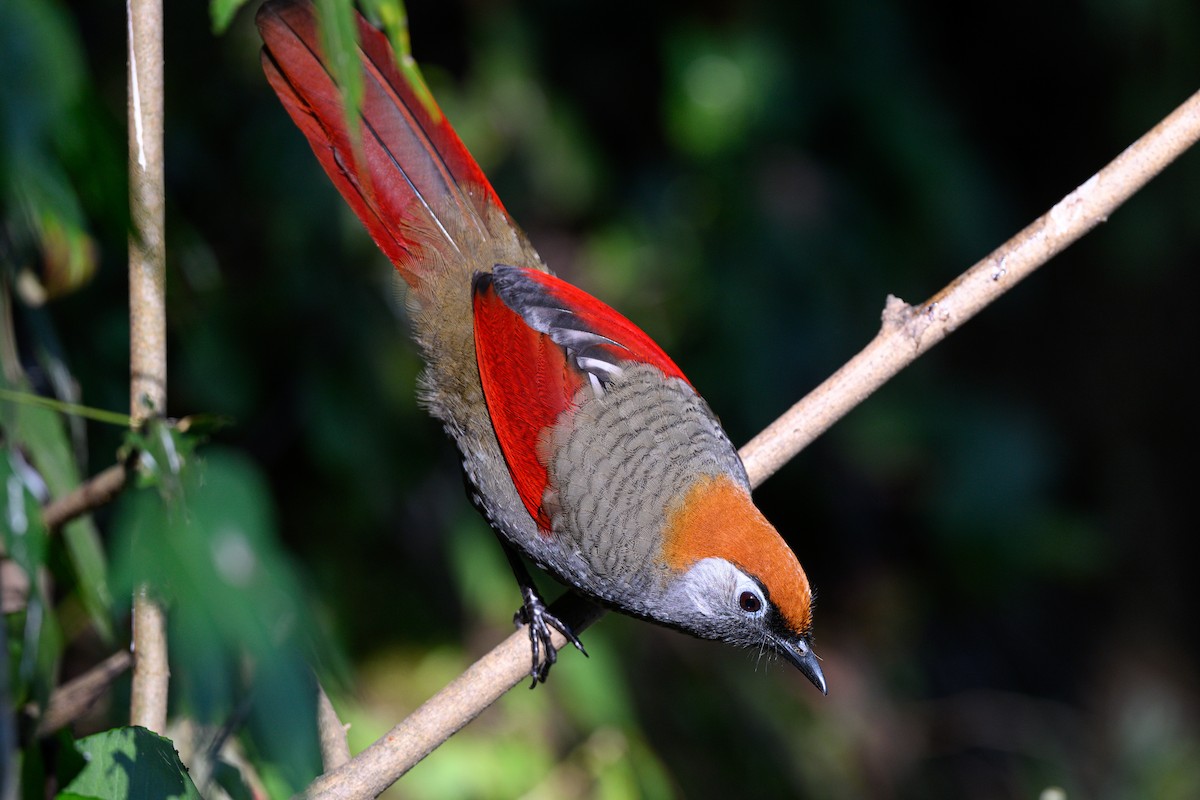 Red-tailed Laughingthrush - Ross Zhang