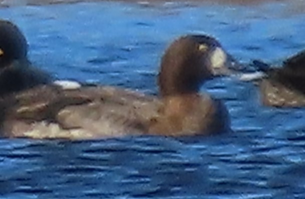 Greater Scaup - ML614479829