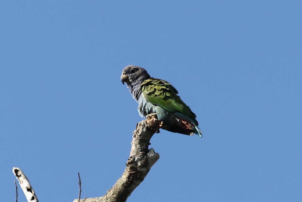 Blue-headed Parrot (Reichenow's) - ML614479958