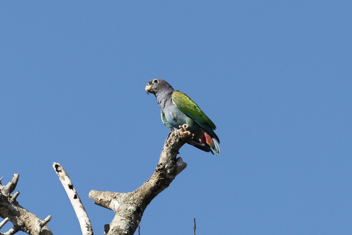Blue-headed Parrot (Reichenow's) - ML614479959