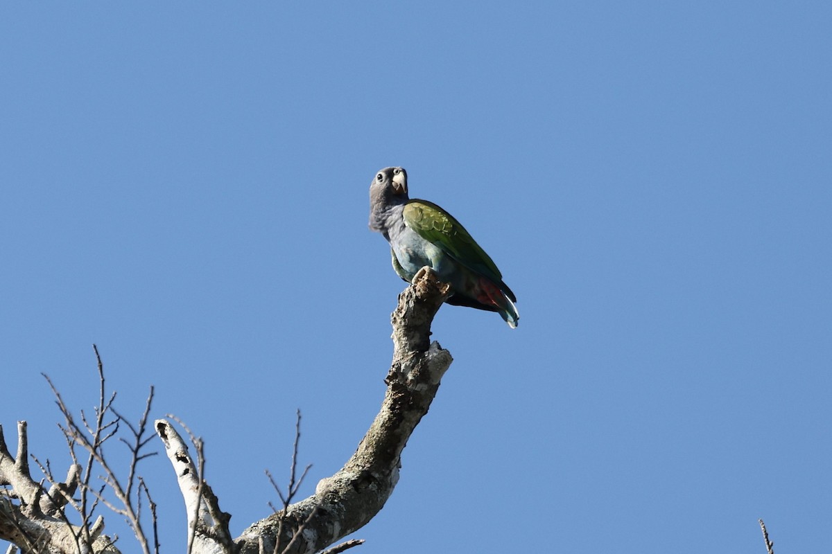 Blue-headed Parrot (Reichenow's) - ML614479963