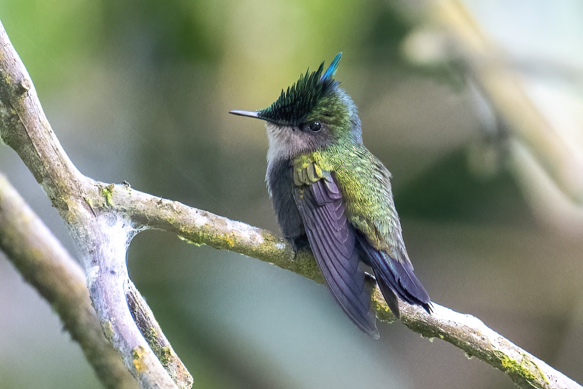 Antillean Crested Hummingbird (Lesser Antilles) - ML614480093