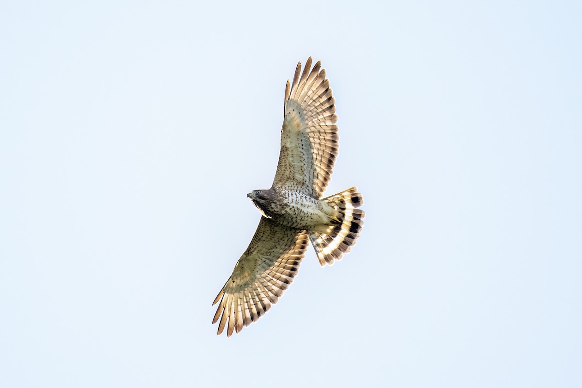 Broad-winged Hawk (Caribbean) - ML614480096