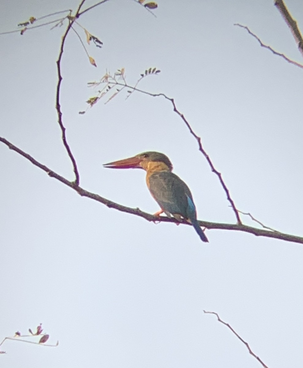 Stork-billed Kingfisher - ML614480434