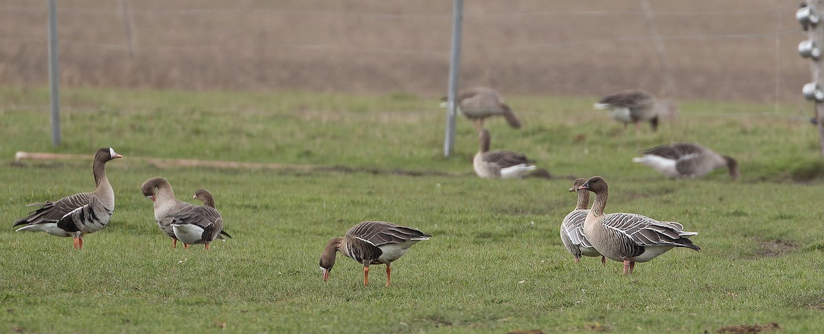 Pink-footed Goose - ML614480974