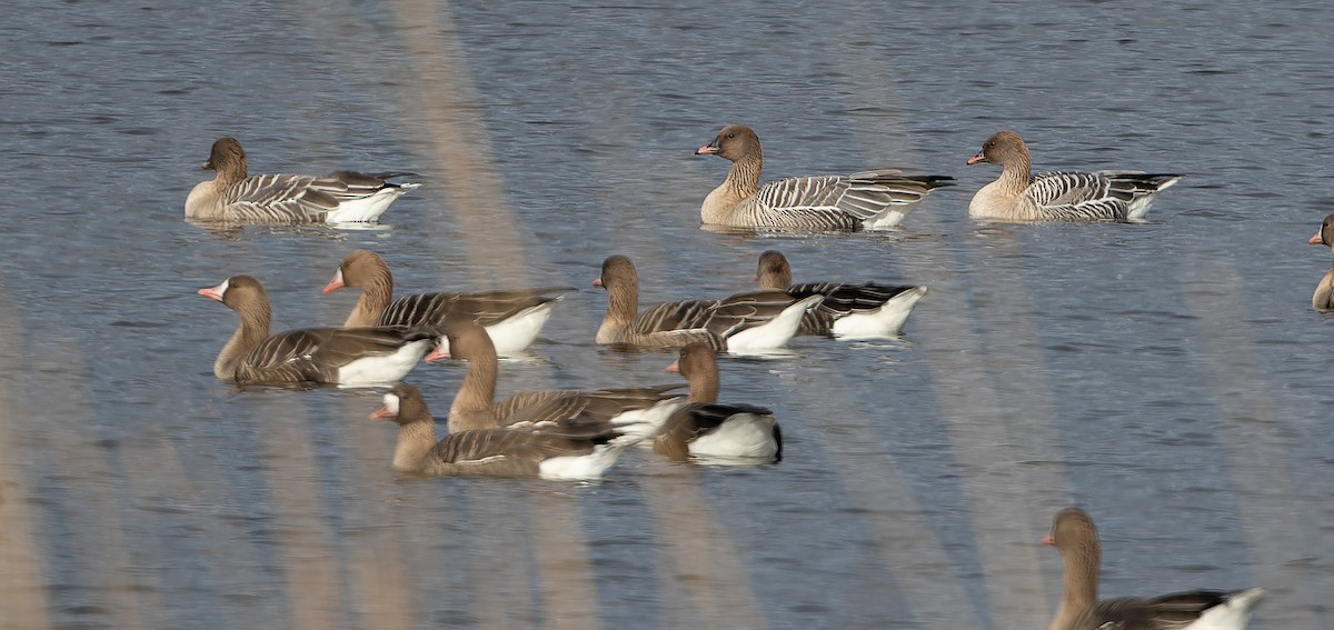Pink-footed Goose - ML614480982