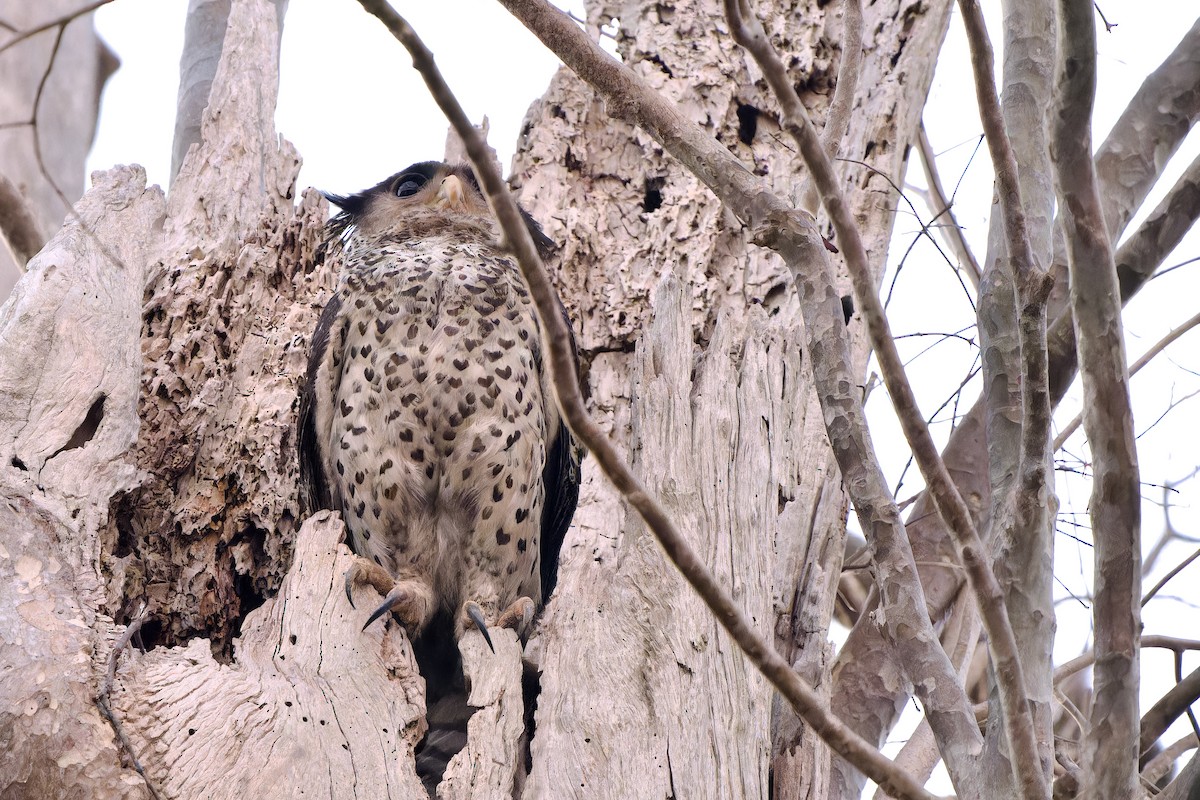 Spot-bellied Eagle-Owl - ML614481005