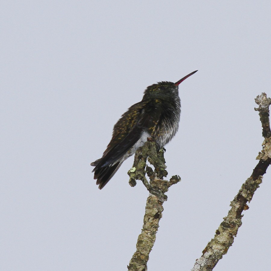 kolibřík pestrý [skupina versicolor] - ML614481116
