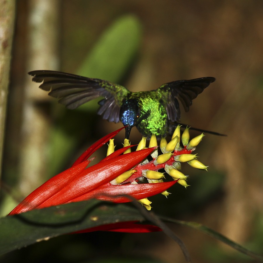 kolibřík fialovotemenný - ML614481118