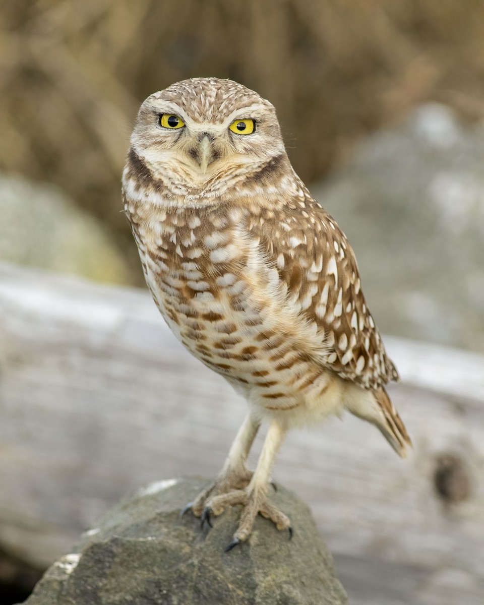 Burrowing Owl - ML614481342