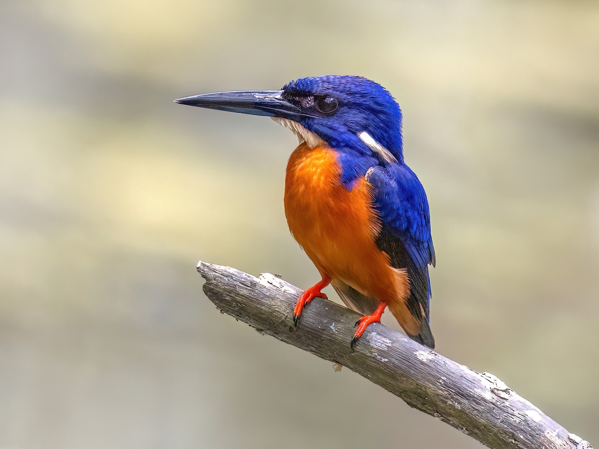 Shining-blue Kingfisher - Alcedo quadribrachys - Birds of the World