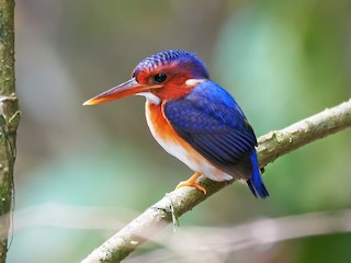  - White-bellied Kingfisher