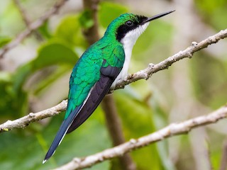 スミレセンニョハチドリ - eBird