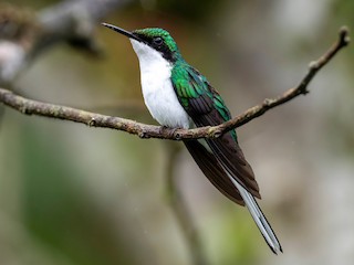 Adult female - Andres Vasquez Noboa - ML614481517