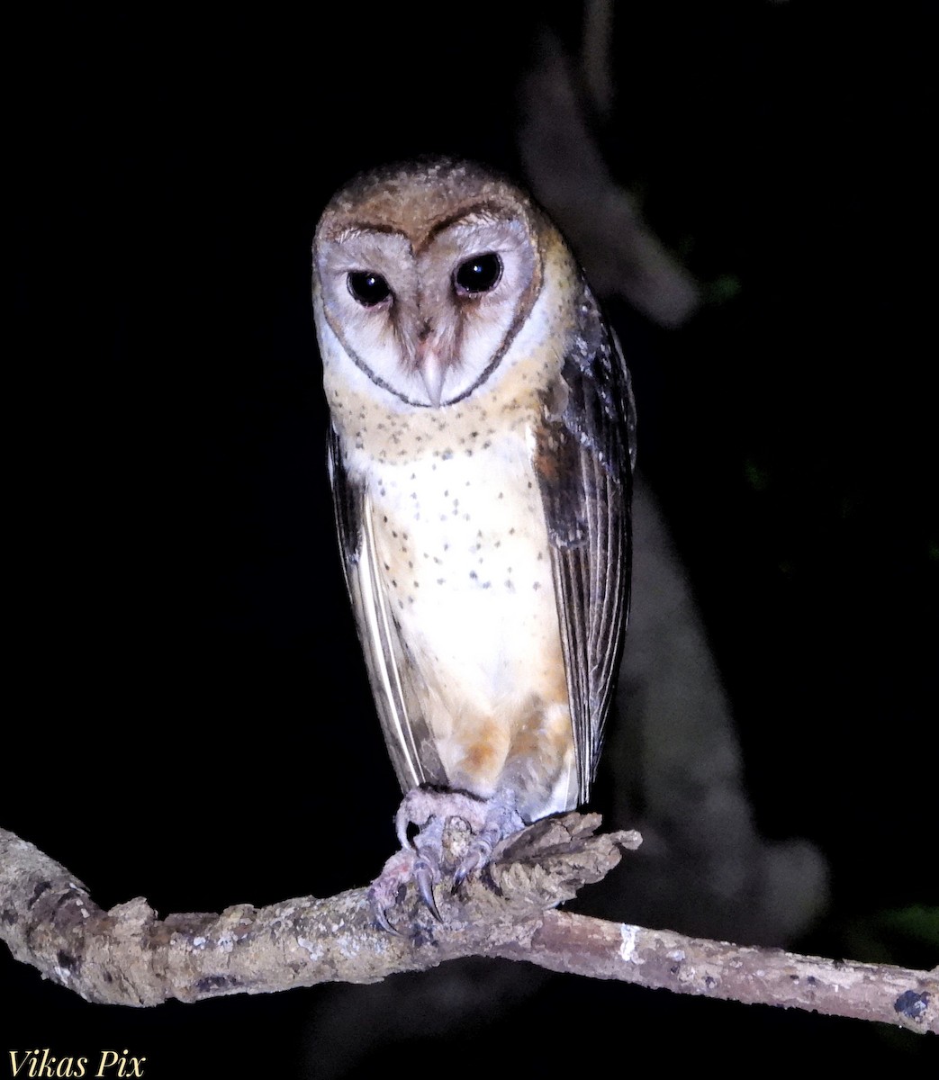 Andaman Masked-Owl - ML614481603