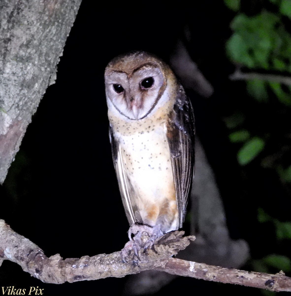 Andaman Masked-Owl - ML614481683