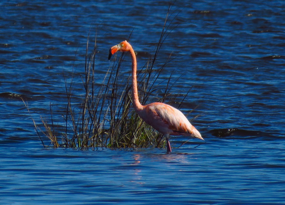Amerika Flamingosu - ML614481694